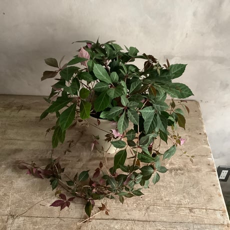 Parthenocissus Henryana（Chinese Virginia Creeper ）ヘンリーヅタ鉢