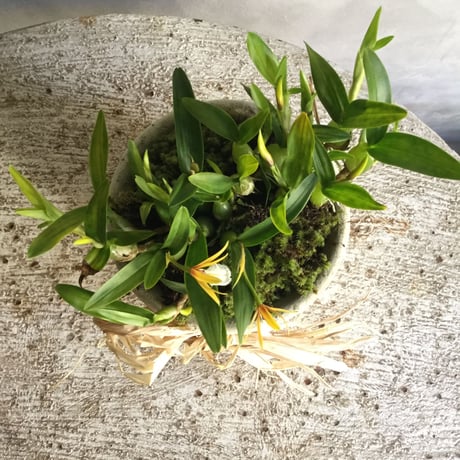 Dinema polybulbon with Tunisia pot(チュニジアポット付きディネマポリブルボン)