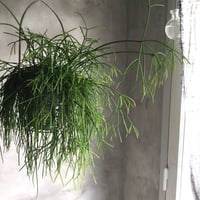 Rhipsalis Cassutha with basket (リプサリス・カスッサ  ＊ハンギングバスケット付）