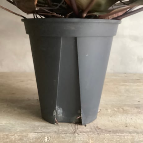 Philodendron Black cardinal spread type2(フィロデンドロン ブラックカーディナル  スプレッドタイプ2 )