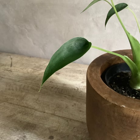 Alocasia tiny dancer with Acacia wood Planter cover (アロカシアタイニーダンサー/アカシア木製 鉢カバー付き)