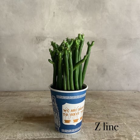 "Milkbush"Euphorbia Cedrorum in NYC Coffee cup "J"or"Z" line (NYCコーヒーカップシリーズ・ユーフォルビア セドロルム) 2タイプ