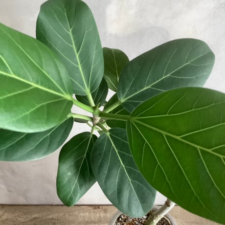 Ficus Benghalennsis  with chimney pot (フィカス・ベンガレンシス/チムニーポット付き)