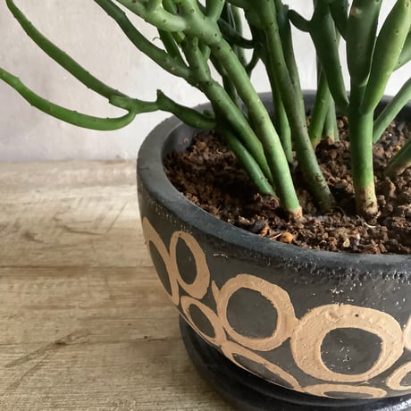 Euphorbia tirucalli Milk Bush {(ユーフォルビア・タイレカーリィ) ミルクブッシュ}