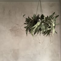 Hanging Dried 3Mixed Eucalyptus Wreath (ユーカリ3種のハンギングリース)