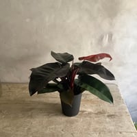 Philodendron Black cardinal ”Medium Size”(フィロデンドロン・ブラックカーディナル/Mサイズ )