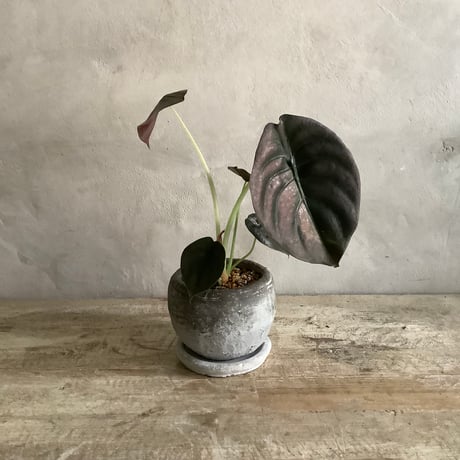 Alocasia Cuprea black with moon stone pot (ムーンストーンポット入りアロカシアキュプレア ブラック)