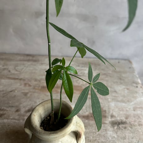 Skinny pachira with Tunisia pot/TypeA(チュニジアポットシリーズ・スキニーパキラ/タイプA)