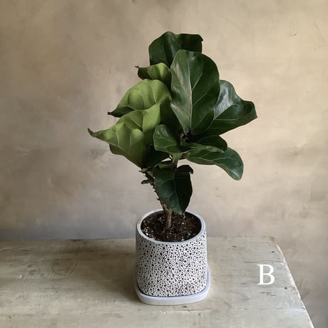 Ficus lyrata in coralstone pot"19in" (カシワバゴム・バンビーノ"50cm"コーラルストーンポット)