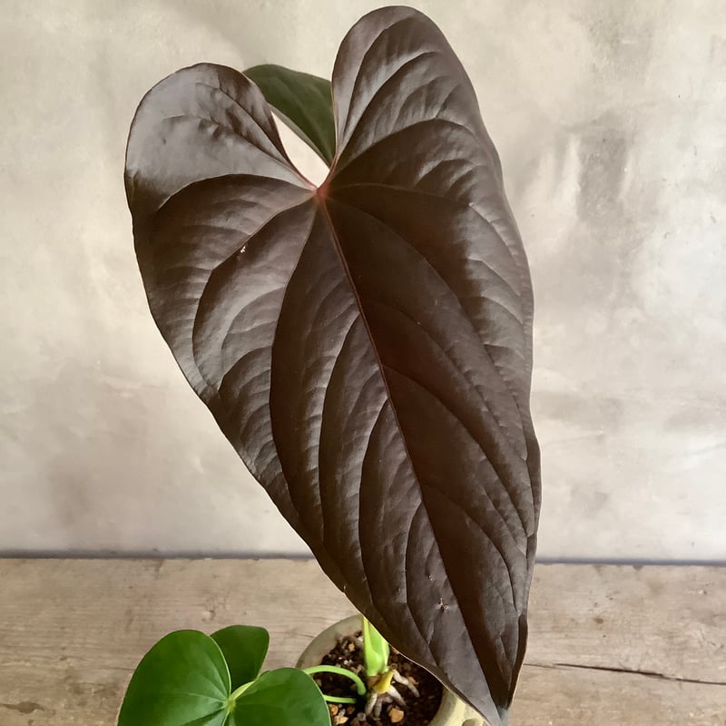 Anthurium 