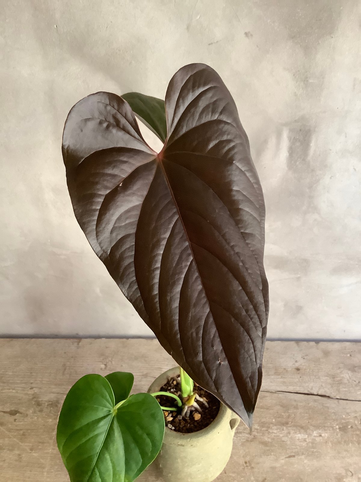 Anthurium 