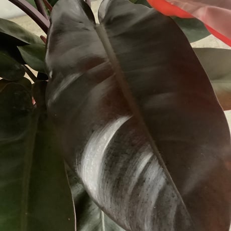 Philodendron Black cardinal ”Medium Size”(フィロデンドロン・ブラックカーディナル/Mサイズ )