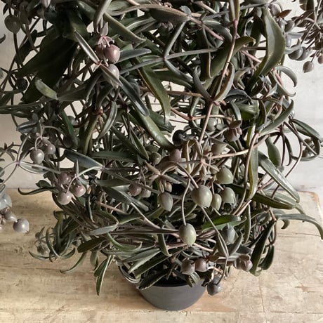 Kalanchoe beauverdii (カランコエ ボーヴェルディ )