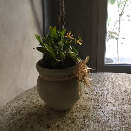 Dinema polybulbon with Tunisia pot(チュニジアポット付きディネマポリブルボン)