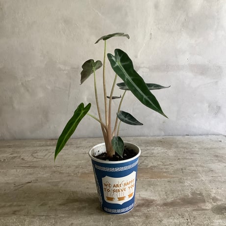 Alocasia bambino in NYC Coffee cup”F line”(NYCコーヒーカップシリーズ・アロカシアバンビーノ)Fライン