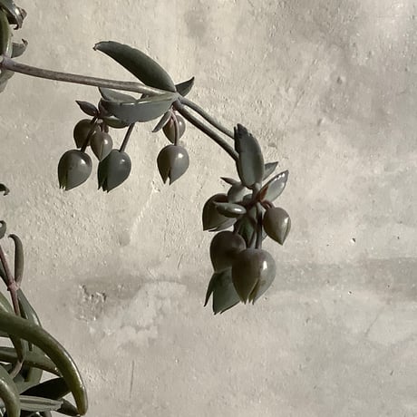Kalanchoe beauverdii (カランコエ ボーヴェルディ )