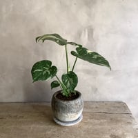 Monstera variegata with moon stone pot (ムーンストーンポット入りモンステラ・バリエガータ)