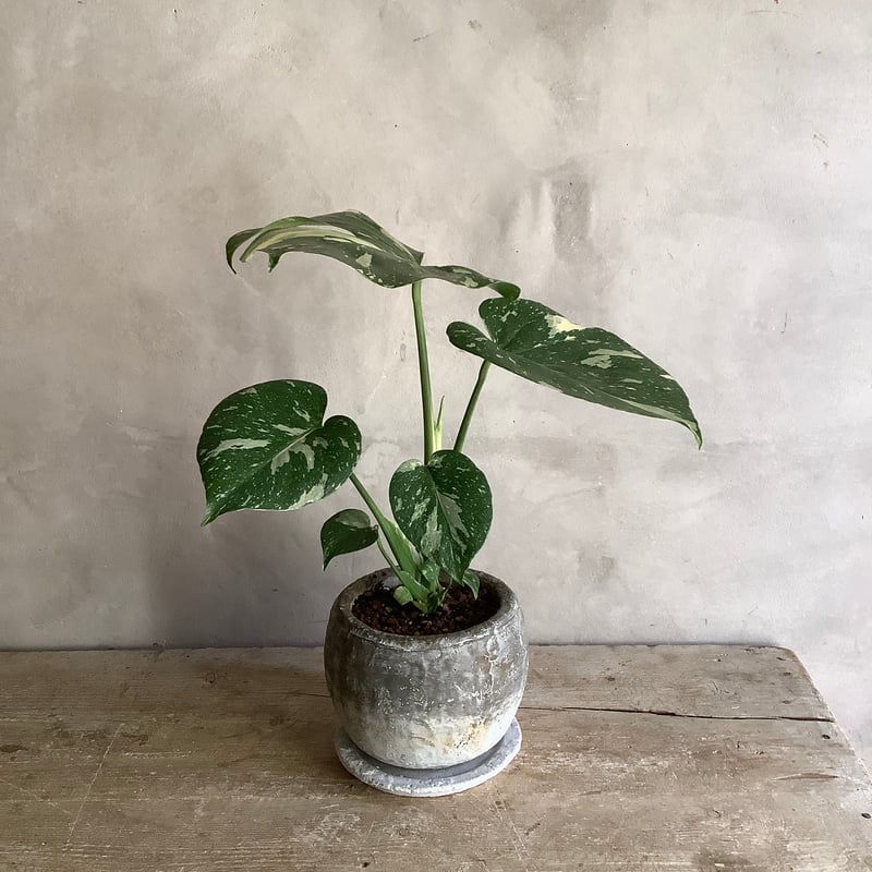 斑入りモンステラ バリエガータハーフムーン 根付き鉢 一年生 Monstera variegata with moon stone pot (ムーンストーン