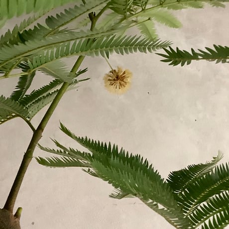 "Everfresh" Pithecellobium midsize ("エバーフレッシュ"ピテケロビウム)