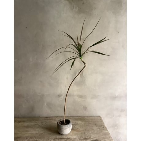 Skinny Dragon tree in moon pot(スキニーシリーズ/ドラセナ・コンシンネ)