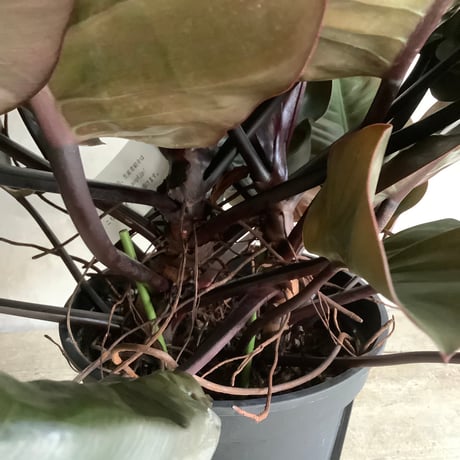 Philodendron Black cardinal spread type2(フィロデンドロン ブラックカーディナル  スプレッドタイプ2 )