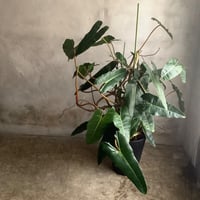 Philodendron billetae  (フィロデンドロン ビレッタエ)