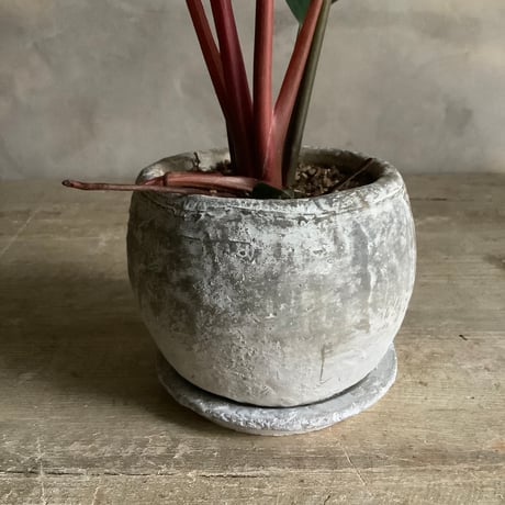 Philodendron Pinkbirkin in moon stone pot (ムーンストーンポット入りフィロデンドロン ピンクバーキン )