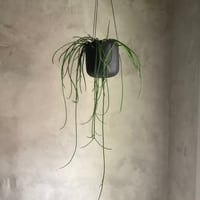 Rhipsalis Puniceodiscus (リプサリス”プニセオディスカス”)