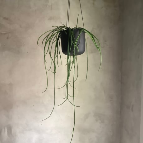 Rhipsalis Puniceodiscus (リプサリス”プニセオディスカス”)