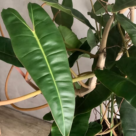 Philodendron billetae  (フィロデンドロン ビレッタエ)