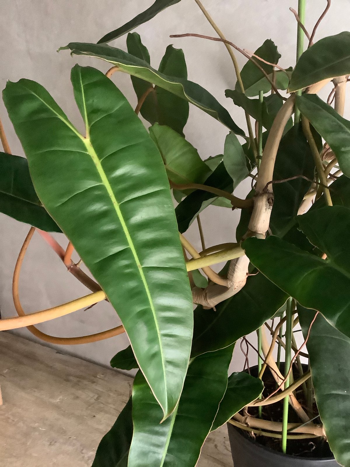 Philodendron billetae (フィロデンドロン ビレッタエ) | bloss...