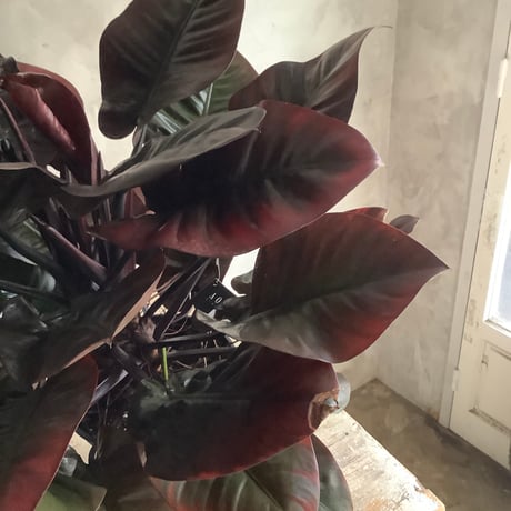 Philodendron Black cardinal spread type2(フィロデンドロン ブラックカーディナル  スプレッドタイプ2 )