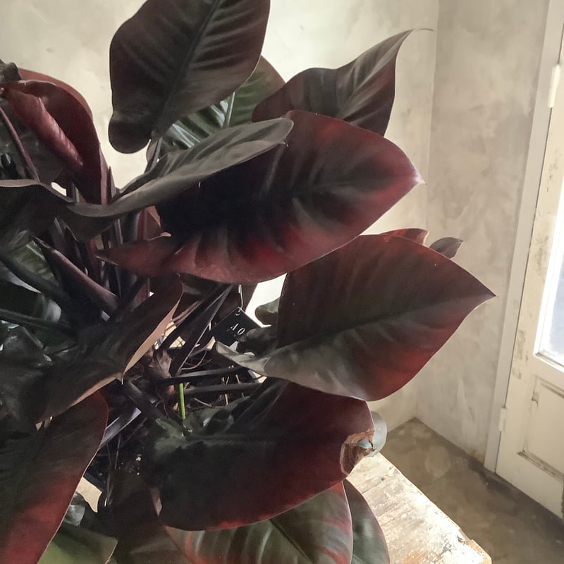 Philodendron Black cardinal spread type2(フィロデンド