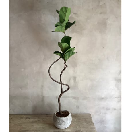 ”Magari" ficus lyrata in moonstone pot (カシワバゴム・バンビーノ"曲がり"ムーンポット付き)