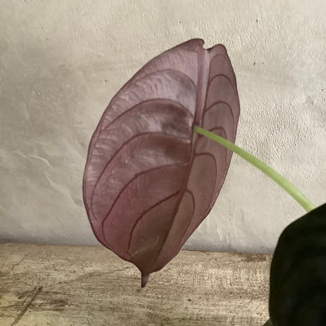 Alocasia Cuprea black with moon stone pot (ムーンストーンポット入りアロカシアキュプレア ブラック)
