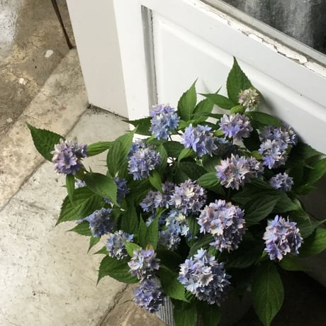 Hydrangea"Malulu" with Wire Busket(ワイアーバスケット付き山紫陽花マルルー)