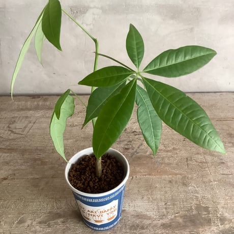 Baby skinny pachira in NYC Coffee cup ”J・M・Z line” (NYCコーヒーカップシリーズ ベビースキニーパキラ)３ライン