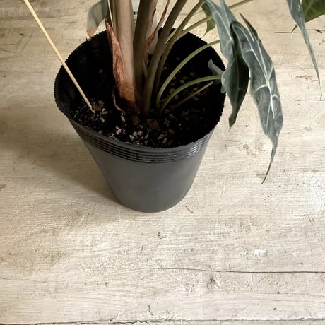 Alocasia "Amazonica"with Wire Basket(ワイアーバスケット付きアロカシア・アマゾニカ)