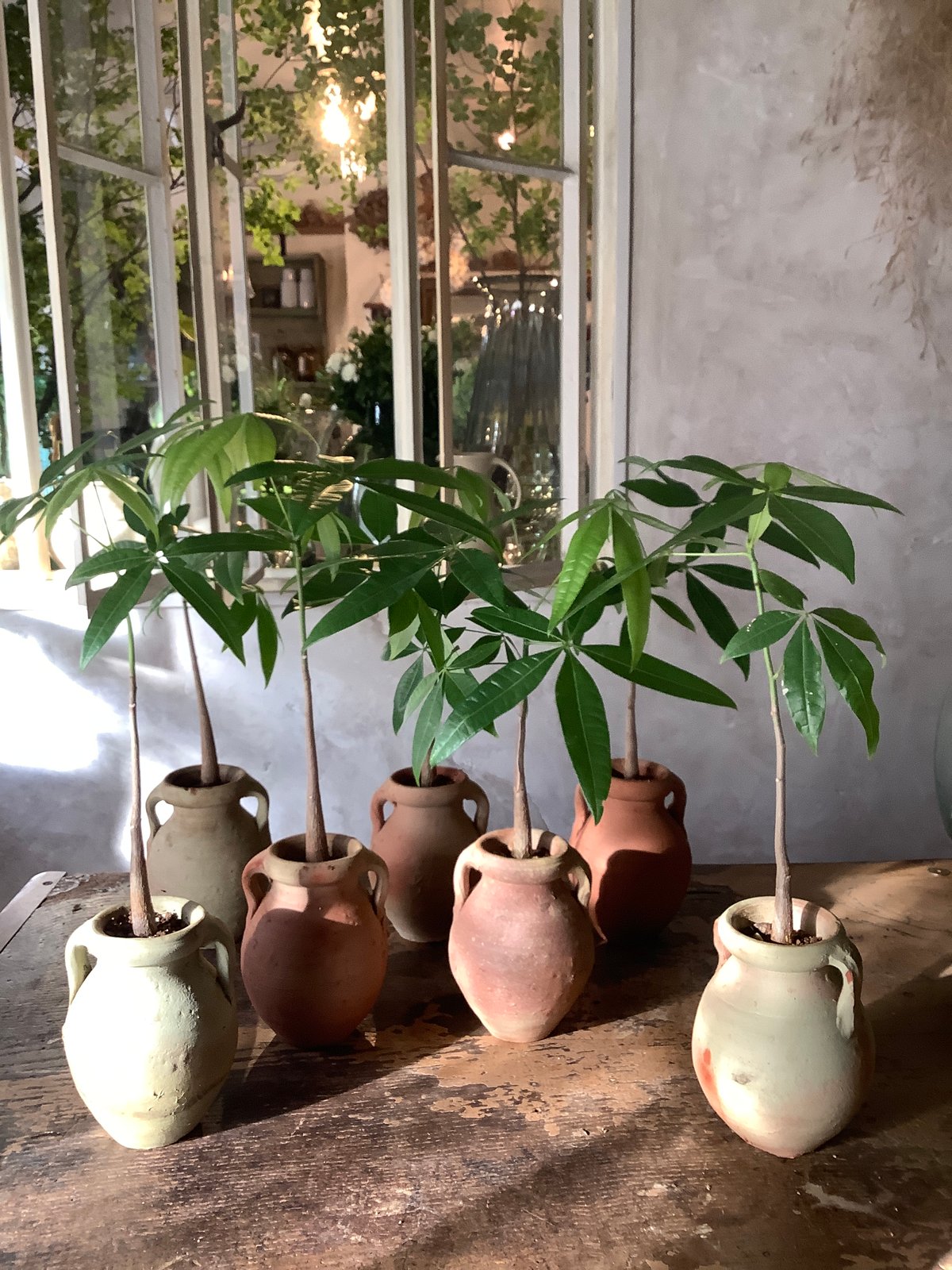 Skinny pachira with Tunisia pot/TypeA(チュニジアポットシ
