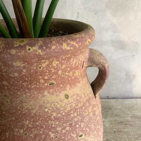 Philodendron Goeldii with Tunisia pot (フィロデンドロン・ゴエルディ/チュニジアポット付き)