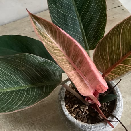 Philodendron Pinkbirkin in moon stone pot (ムーンストーンポット入りフィロデンドロン ピンクバーキン )