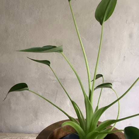 Alocasia tiny dancer with Acacia wood Planter cover (アロカシアタイニーダンサー/アカシア木製 鉢カバー付き)