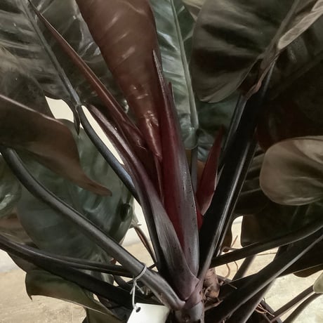 Philodendron Black cardinal spread type2(フィロデンドロン ブラックカーディナル  スプレッドタイプ2 )