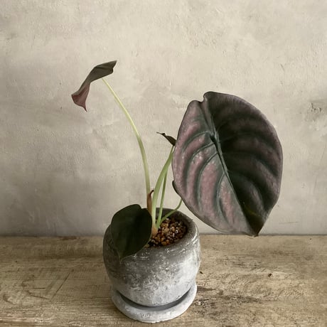 Alocasia Cuprea black with moon stone pot (ムーンストーンポット入りアロカシアキュプレア ブラック)