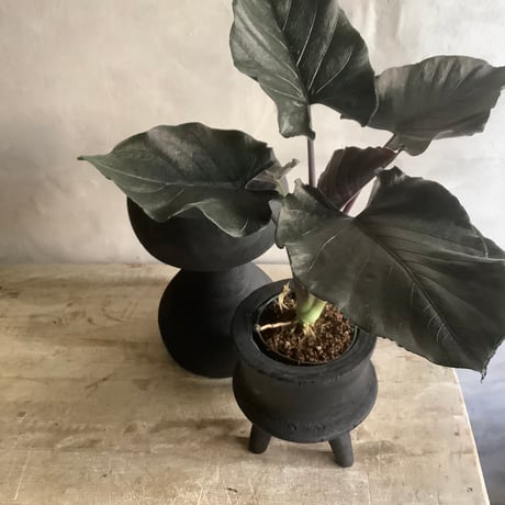 Alocasia Antoro Velvet with with Legs Woodpot (アロカシア・アントロヴェルヴェット/脚付ウッドポットつき)