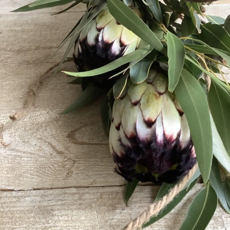 Protea Niobe  & Eucalyptus Swag (プロテア・ニオべとユーカリのスワッグ)