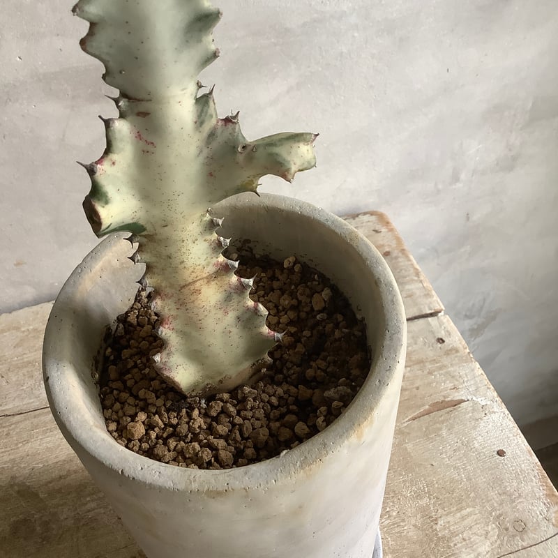 2025 Euphorbia White Ghost (ユーフォルビア・ホワイトゴースト