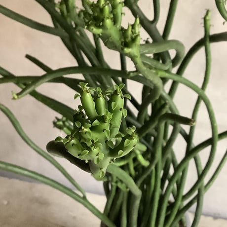 Euphorbia tirucalli {(ユーフォルビア・タイレカーリィ) ミルクブッシュ}