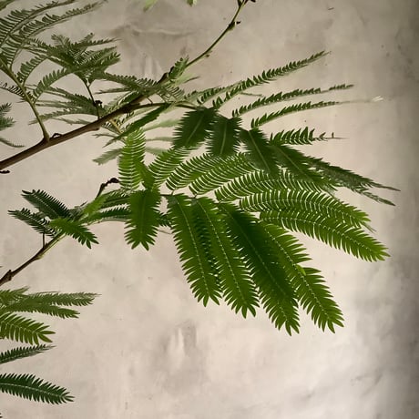 "Everfresh" Pithecellobium midsize ("エバーフレッシュ"ピテケロビウム)
