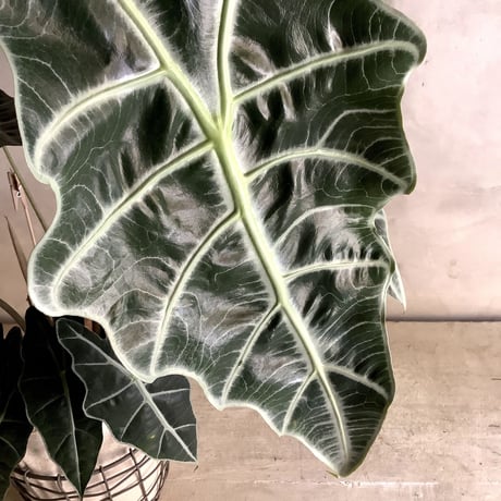Alocasia "Amazonica"with Wire Basket(ワイアーバスケット付きアロカシア・アマゾニカ)
